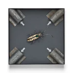 Musk beetle